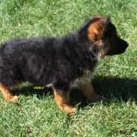 A vendre chiots berger allemand lof #3