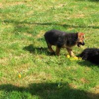 A vendre chiots berger allemand lof #4