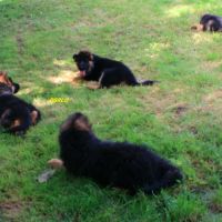 A vendre chiots berger allemand lof #5