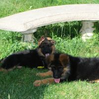 A vendre chiots berger allemand lof #6