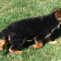 A vendre chiots berger allemand lof #0