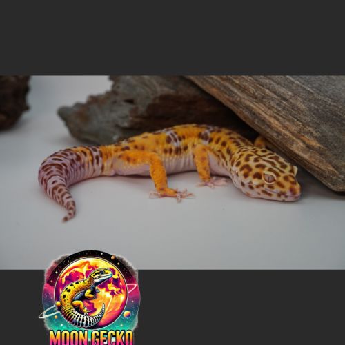 Geckos léopard disponibles à l'adoption #1