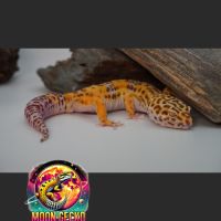 Geckos léopard disponibles à l'adoption #1
