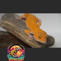 Geckos léopard disponibles à l'adoption #3
