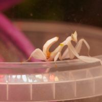 🌸 mantes orchidées (hymenopus coronatus) disponib #0