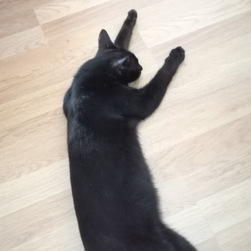 Donne adorable chat noir mâle 11 ans #2