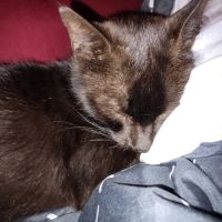 Donne adorable chat noir mâle 11 ans