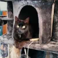 Donne adorable chat noir mâle 11 ans #3