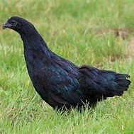 Poule ayam cemani livraison possible. #1