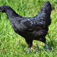 Poule ayam cemani livraison possible. #3