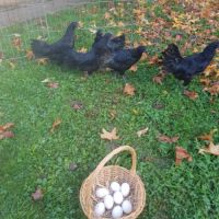 Poule ayam cemani livraison possible. #0