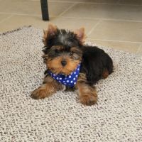 Magnifique bébé mâle yokshire dépt 86