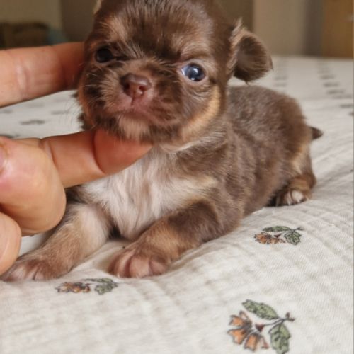 Magnifiques bébés chihuahua dépt 86 #2