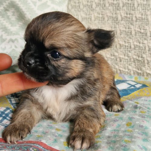Magnifiques bébés chihuahua dépt 86 #5