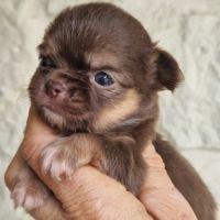 Magnifiques bébés chihuahua dépt 86 #0