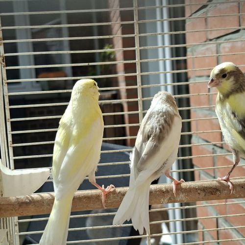 Jeunes canaris #6
