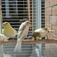 Jeunes canaris #2