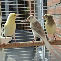 Jeunes canaris #4