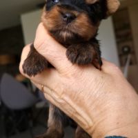 Magnifiques bébés yorkshire dépt 86 #3