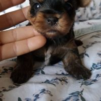 Magnifiques bébés yorkshire dépt 86 #5