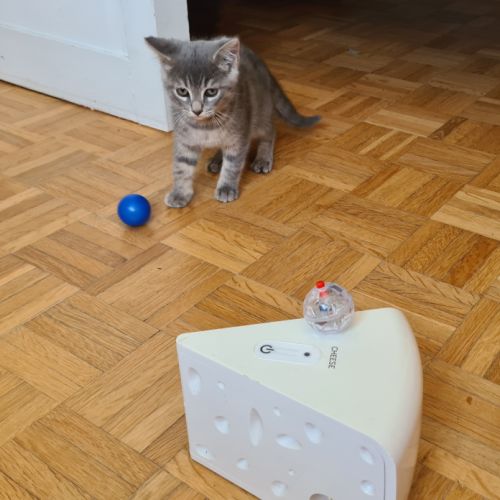 Greg-adorable chaton #3