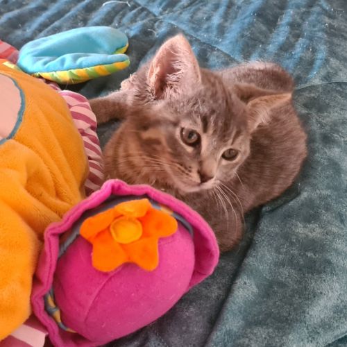 Greg-adorable chaton #4