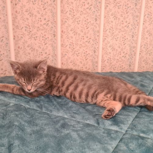 Greg-adorable chaton #5
