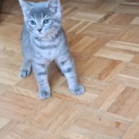 Greg-adorable chaton #2