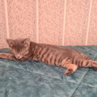 Greg-adorable chaton #5