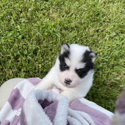 Pomsky chiots à réserver #1