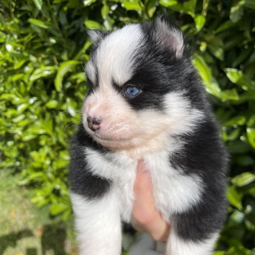 Pomsky chiots à réserver #3