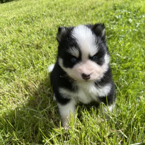 Pomsky chiots à réserver #4
