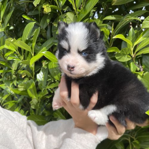 Pomsky chiots à réserver #6