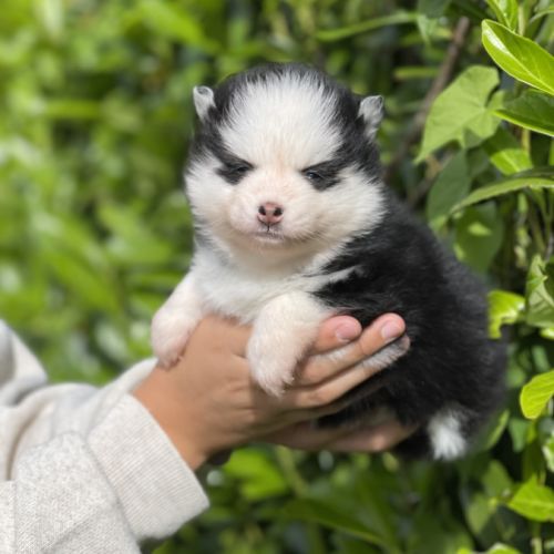 Pomsky chiots à réserver #8