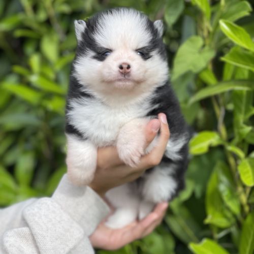 Pomsky chiots à réserver #0