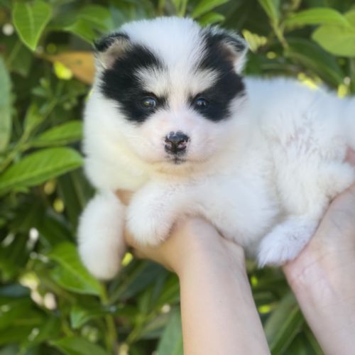 Pomsky chiots à réserver #10