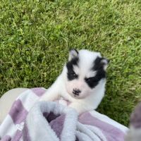 Pomsky chiots à réserver #1
