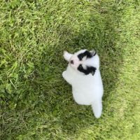 Pomsky chiots à réserver #2
