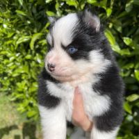 Pomsky chiots à réserver #3