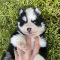 Pomsky chiots à réserver #5