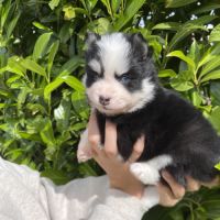 Pomsky chiots à réserver #6