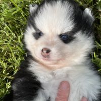 Pomsky chiots à réserver #7