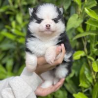 Pomsky chiots à réserver