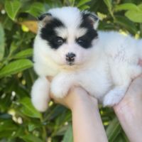Pomsky chiots à réserver #10