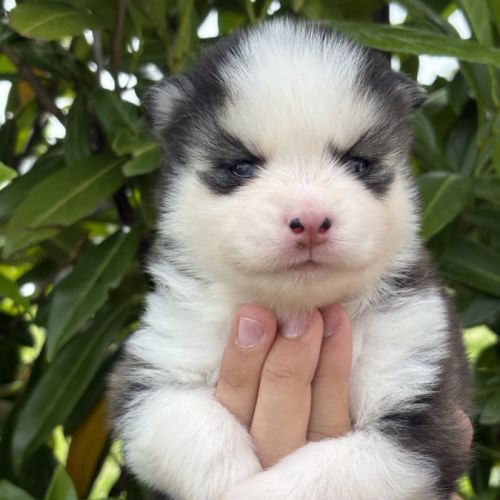 Chiots pomsky #1