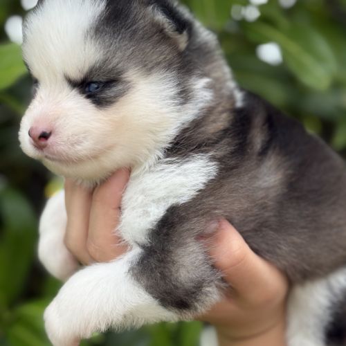 Chiots pomsky #2