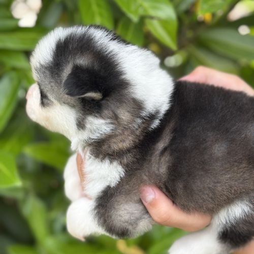 Chiots pomsky #3
