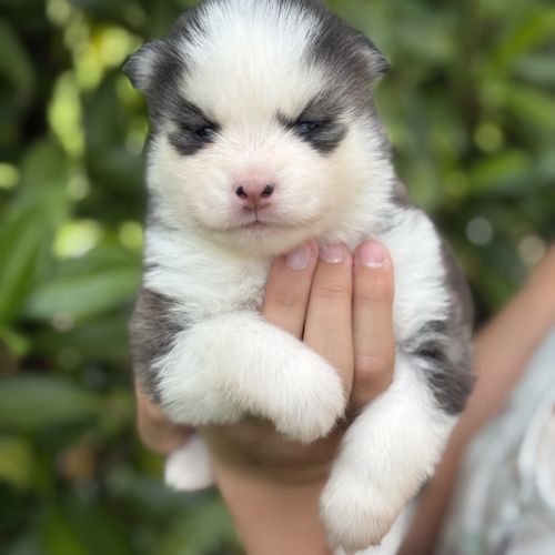 Chiots pomsky #4