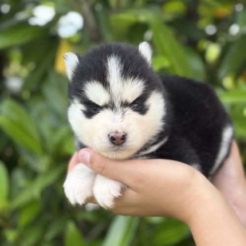 Chiots pomsky #6