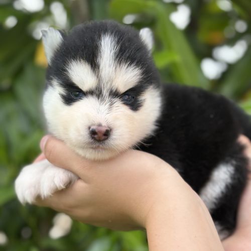 Chiots pomsky #7